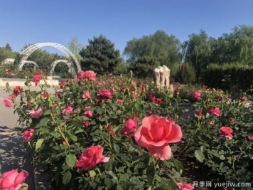 唐山月季市花文化和景觀圖集