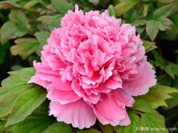 菏澤牡丹春節(jié)催花技術(shù)