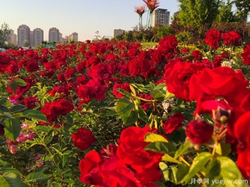 阜陽月季市花文化和景觀圖集