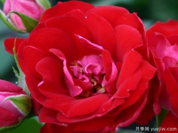 曼蒂花環(huán)月季