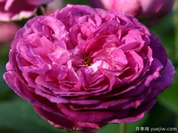 香水花環(huán)月季