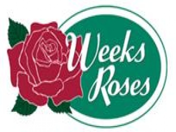 月季育種家：美國威克斯月季公司(Weeks Roses)