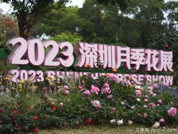 2023年深圳月季花展開幕，數(shù)萬株月季驚艷盛放