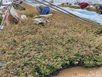 三月大暴雪，南陽月季大棚遭受重大損失