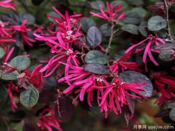 紅花檵木花團(tuán)簇錦，廣泛用于園林造景