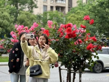 南昌西站大街樹狀月季盛開 構成城市花廊景觀