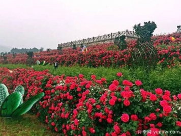 駐馬店市花文化和月季景觀