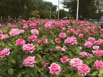 淮安市花美麗綻放，滿城月季處處芬芳