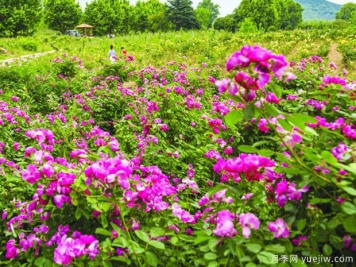 淮南月季市花文化和景觀圖集