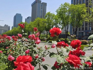 西安月季花開滿城艷，精細管養(yǎng)打造城市景觀