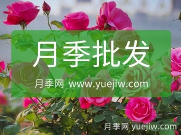 批發(fā)采購月季就找月季網(wǎng)