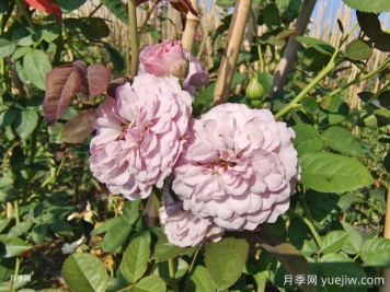  插竹竿美植袋藍(lán)色陰雨爬藤月季價(jià)格