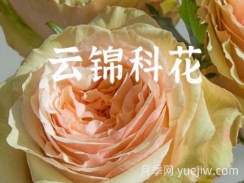 月季育種家：中國(guó)云南錦科花卉