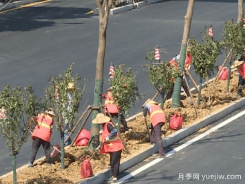 南陽向蕪湖贈(zèng)送千株樹狀月季