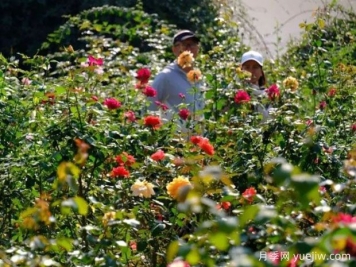 南寧花卉公園3萬株月季入盛花期，市民聞香而來