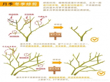 月季冬剪全攻略！各地區(qū)月季修剪時間和方法，全總結