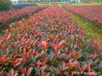 紅葉石楠種植密度應(yīng)該是多少株？