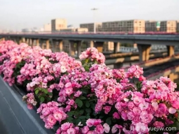 杭州高架月季實現(xiàn)定期開花，是如何進行花期調控的？