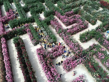 東陽(yáng)月季市花文化和景觀(guān)圖集