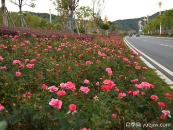 南平月季應用和景觀圖集