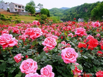 安康月季應(yīng)用和景觀圖集