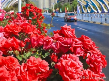 3萬余株樹狀月季花開滿城，臨夏市的浪漫你喜歡嗎？