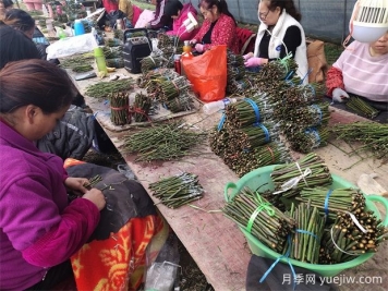 月季嫁接之T型芽接，成活率高，愈合效果好！