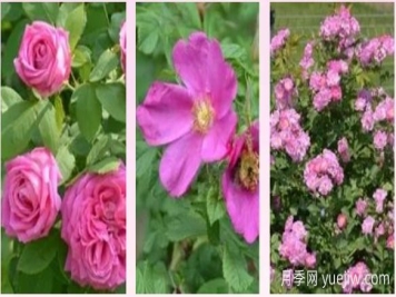 輕松區(qū)分月季、玫瑰和薔薇ROSE三姐妹，不再迷茫于愛情花海