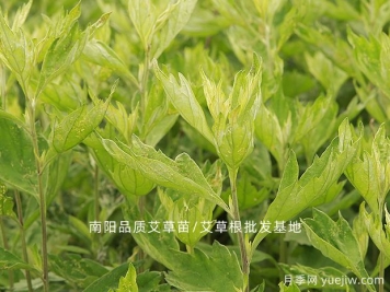 選品種植：中藥材創(chuàng)業(yè)的秘訣