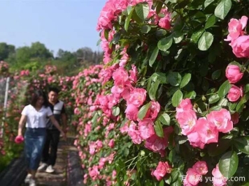 6萬株月季燦爛綻放，月季花舞內(nèi)江資中