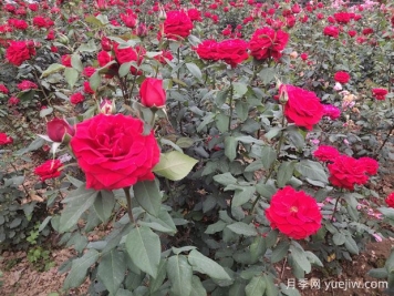 德陽市花月季擴大種植，打造城市綠化風(fēng)景線