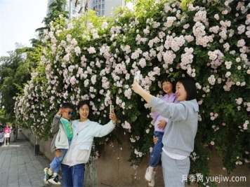 南陽薔薇花開的時(shí)節(jié)滿城春