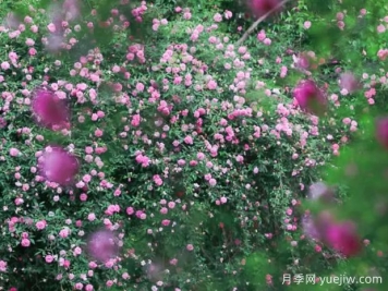 無錫的薔薇開好了，快來打卡！