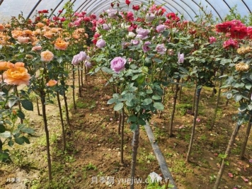 多色歐月薔薇桿樹狀月季棒棒糖月季價格