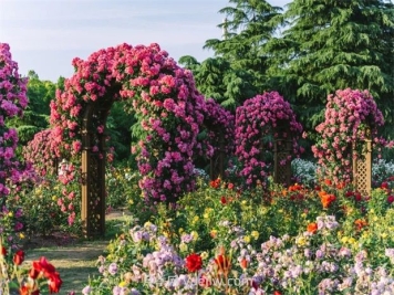 月季天花板，上海濱江森林公園浪漫的月季花墻盛開