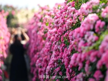 紅河彌勒月季花墻，安吉拉出彩綻放