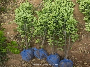 北海道黃楊種植方法