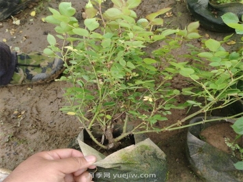 2500棵矮壯美植袋月季苗綠化校園花壇景觀