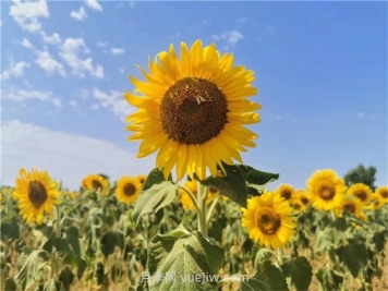 向日葵的種植時間和方法