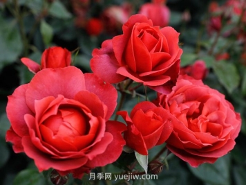 月季和薔薇有什么區(qū)別？