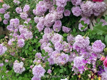 藍(lán)色陰雨月季，花開如瀑的藍(lán)紫色爬藤