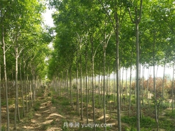 白蠟種植的注意事項(xiàng)