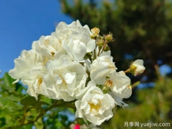 薔薇百科之白玉堂