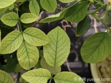 月月季花黃葉長不好？9種常見缺素癥盤點