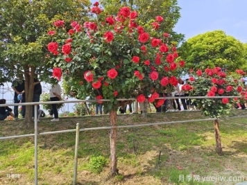 老舊小區(qū)綠化改造要點(diǎn)和常用樹(shù)種配置