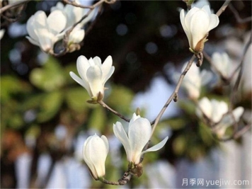 移植白玉蘭大樹(shù)的種植技術(shù)