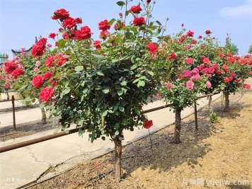 修復(fù)水生態(tài)系統(tǒng)、創(chuàng)造水邊和水中生物多樣性環(huán)境的12種方法