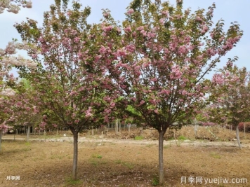 如何防治櫻花枝干流膠？