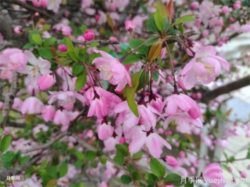 海棠花上有很多綠色的蟲(chóng)子怎么辦？