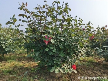 什么標準的花木原冠苗好？